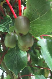 Image result for foto minikiwi