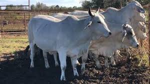 Two head are 5 years old. Bonsmara Brahman And Nguni Cattle For Sale Near Me On Engormix Ref 36593