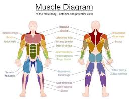 Skeletal muscle is the only voluntary muscle tissue in the human body—it is controlled consciously. 5 Day Workout Routine To Get Ripped Complete Guide Muscle Diagram Human Body Muscles Body Muscles Names