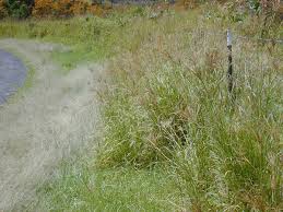 Image result for Chloris pilosa