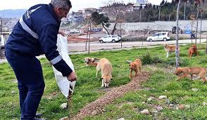 Izmir Buyuksehir Belediyesi Sokak Hayvanlarini Unutmadi
