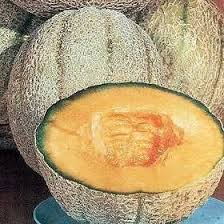 Image result for Cucumis zeyheri