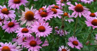 Image result for Echinacea purpurea `Magnus`