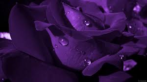 3d purple podium with rose flower design vector. Wallpapers Rose Purple Wallpaper Cave