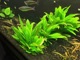 Aside from adding beauty, water plants are also great if you have an aquarium filled with fish and other underwater aquarium green s. How To Care For Hygrophila In Your Aquarium Aquariadise