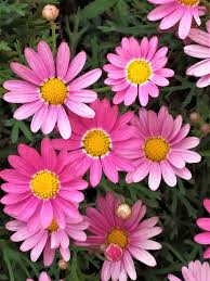 L'epoca di fioritura delle ortensie varia da specie a specie e avviene sempre tra la primavera e l'estate. Pin Su All The Flowers Of My Garden