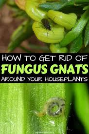 How To Get Rid Of Fungus Gnats Around Your Houseplants In 2020 Houseplants Inside Plants Low Maintenance Garden Design