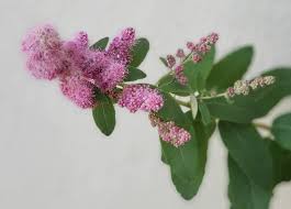 Image result for Spiraea douglasii