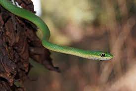 Snakes Green Snake Cute Snake Snake