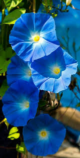 Climbing Flowers Morning Glories Named Heavenly Blue Photographer Skip Morning Glory Flowers Climbing Flowers Amazing Flowers