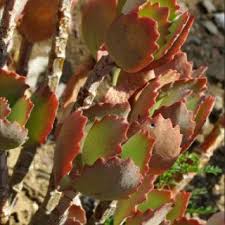 Image result for Crassula maputensis