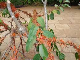 Image result for Phragmanthera capitata