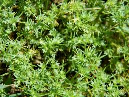 Lawn Weed Id And Management University Of Maryland Extension