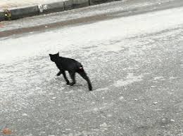 Son Dakika Kara Kedi Haberleri Kara Kedi Son Dakika