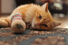 pochemu u koshki tekut slyuni