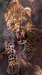 Adorable wallpapers > animal > cheetah backgrounds for iphone (13 wallpapers). Angry Leopard Iphone 6s Plus Wallpaper Gallery Yopriceville High Quality Images And Transparent Png Free Clipart