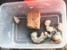 Cara memancing udang galah akan saya tuliskan untuk anda pembaca setia blog uda rino mulai dari peralatan mancing, umpan yang disukai ole. Umpan Tapa Udang Belacan Mencakop Umpan