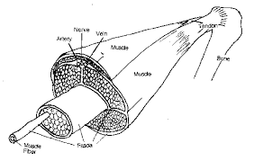 Schema de muscle tendon diagram equine distal limb a and c achilles tendon shows normal ultrasound get free muscle tendon diagram in pdf best printable 2020. Tendonitis Anatomy