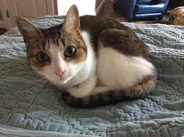 Dallas cat lady adoptions has been working since 2006 to find good homes for cats and kittens and a few dogs. Very Sweet Female Senior Tabby Cat For Loving Home In Dallas Area Adopt Abbey Today