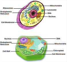 You can make it as you upcoming science fair projects. Virus Structure Texas Gateway