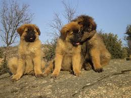 Whether you own an estrela as a pet or plan to show, all are welcome. Caes Serra Da Estrela Cachorros Estrela Mountain Dog Dogs Dog Breeds