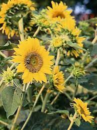 Poke your finger in the soil to make a hole for your sunflower seed. Sunflower Grow Guide