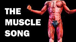 Similarly, simulation of a series of cyclical contractions predicted a 1.34 times higher maximum power output from chimpanzee the two musculoskeletal models include all of the same muscles, except that the human model lacks an m. The Muscles Song Learn In 3 Minutes Youtube