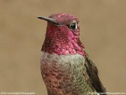 Hummingbird nectar recipe how to make hummingbird food. Hummingbird Food Recipe Brown Thumb Mama