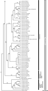 Image result for Lotononis brachyantha