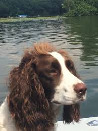 Maybe you would like to learn more about one of these? Brown And White Springer Spaniel Pilot Knob Animal Hospital