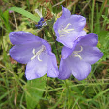 Image result for Campanulaceae