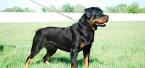 Rottweiler Puppies for Sale in Maryland - DogsNow
