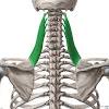 How are neck and shoulder pain diagnosed? Https Encrypted Tbn0 Gstatic Com Images Q Tbn And9gcrl Qwvdo3aedl9a3ostbgkaczllij0i8bue1mnrzzkupyhd D7 Usqp Cau