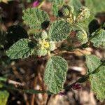 Image result for Chrozophora plicata