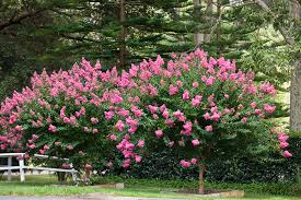 Crepe Myrtle Burkes Backyard