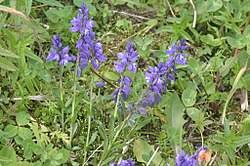 Image result for Polygala francisci