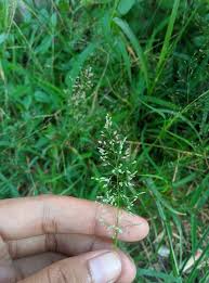 Image result for Eragrostis homblei