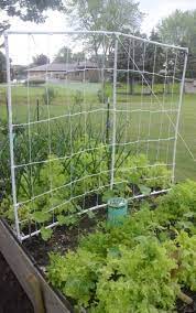 Using a cucumber trellis can help improve your plants and keep them healthy and productive. Diy Pvc Trellis For Cucumbers Beans And Peas Diy Garden Trellis Garden Trellis Diy Trellis