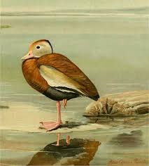 Check spelling or type a new query. Black Bellied Whistling Duck 70birds Birdhouse Plans Index