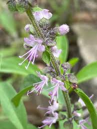 Image result for Ocimum americanum