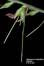 Image result for Oplismenus compositus