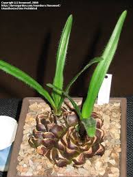 Image result for Drimia