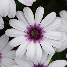 Image result for foto Osteospermum