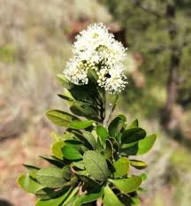 Image result for Nuxia oppositifolia