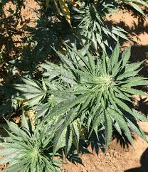 Image result for Cannabis sativa