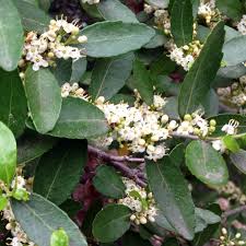Maybe you would like to learn more about one of these? Texas Gardening Redbuds Are Fine With Shade So There Is No Reason To Relocate Local News Theeagle Com