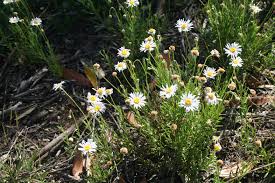 Image result for Brachycome mossambicensis