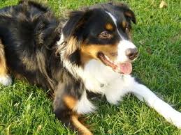 Black And White Australian Shepherd Puppy Black White Australian Shepherd Australian Shepherd Black Tri Australian Shepherd Puppies And Kitties