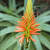 Plant your aloe in soil specifically formulated for cacti or succulents. 1