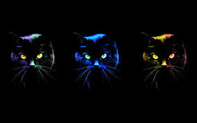 Arti mimpi dikejar kucing dikejar kucing merupakan pertanda bahwa kamu akan mendapati tekanan didalam keluarga dan pekerjaan kamu. Hewan Artistik Hitam Kucing Berwarna Warni Warna Mata Wallpaper Hd Wallpaperbetter